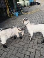 Te koop: 2 landgeiten en 2 landgeit bokjes, Dieren en Toebehoren, Schapen, Geiten en Varkens, Mannelijk, Geit, 0 tot 2 jaar