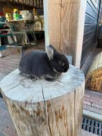 Schattige dwergkonijntjes (mix met Zilvervos), Dieren en Toebehoren, Konijnen, Meerdere dieren, Dwerg