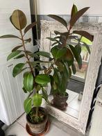 Grote Ficus Kamerplant, Ophalen, Ficus, Halfschaduw, In pot