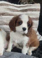 Cavalier king charles spaniel pup teefje, Dieren en Toebehoren, Honden | Retrievers, Spaniëls en Waterhonden, Rabiës (hondsdolheid)