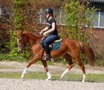 Super gave, brave en talentvolle D pony!!, Dieren en Toebehoren, Gechipt, B, Merrie, Dressuurpony