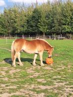 Verzorger/leaser gezocht voor lieve haflinger ruin., Diensten en Vakmensen, Dieren | Paarden | Verzorging, Oppas en Les