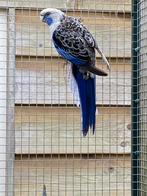 Koppel pennant rosella parkieten., Dieren en Toebehoren, Vogels | Parkieten en Papegaaien, Meerdere dieren, Parkiet, Geringd