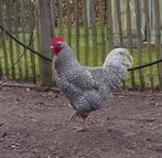 Noord Hollandse Blauwe haan - groot ras, raszuiver -, Mannelijk, Kip