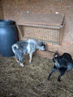 Bokje, Dieren en Toebehoren, Schapen, Geiten en Varkens, Mannelijk, Geit