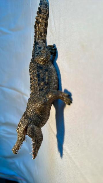 Schleich crocodil 19 cm beschikbaar voor biedingen