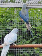 Kweekkoppel halsbanden, Dieren en Toebehoren, Vogels | Parkieten en Papegaaien, Meerdere dieren, Parkiet