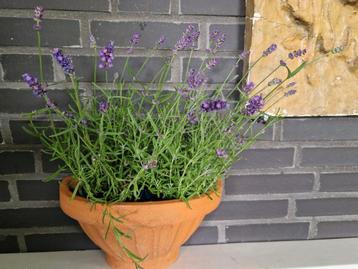 Mooie grote vintage terracotta wand bloempot beschikbaar voor biedingen