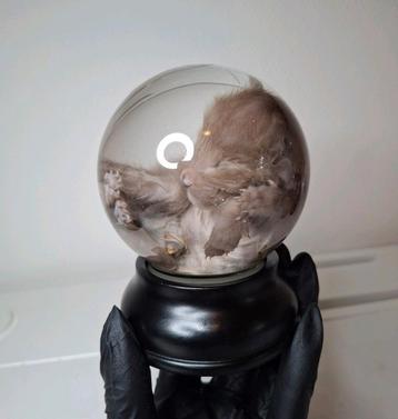 Oosters korthaar kitten op sterk water  beschikbaar voor biedingen