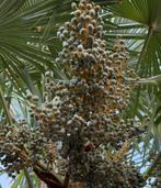 Decoratieve dadeltakken, groot, vol en vers van palmboom, Ophalen of Verzenden, Nieuw