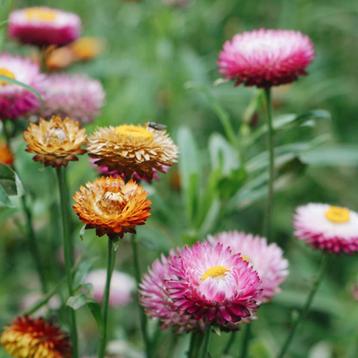 Strobloemen mix kleur plantjes beschikbaar voor biedingen