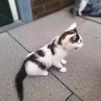 Boerderij kittens, Dieren en Toebehoren, Katten en Kittens | Overige Katten, Meerdere dieren, Kortharig, 0 tot 2 jaar