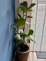 Fiddle-leaf fig / Ficus Lyrata (Vioolbladplant), Ophalen, Ficus, 100 tot 150 cm, Halfschaduw