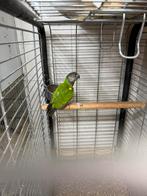 Te koop bonte boer 125 euro, Dieren en Toebehoren, Vogels | Parkieten en Papegaaien, Meerdere dieren, Papegaai, Geringd