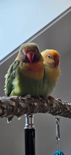 2 Dwergpegaaitjes (Fischeri) Gereserveerd, Dieren en Toebehoren, Vogels | Parkieten en Papegaaien, Meerdere dieren, Dwergpapegaai of Agapornis