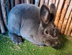 Rex dwerg ram jong, Dieren en Toebehoren, Konijnen, Mannelijk, Dwerg, 0 tot 2 jaar