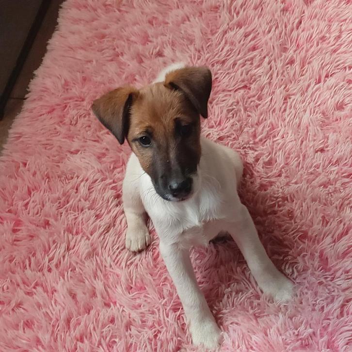 Gladharige fox terrier, Dieren en Toebehoren, Honden | Jack Russells en Terriërs, Teef, Overige rassen, Particulier, Eén hond