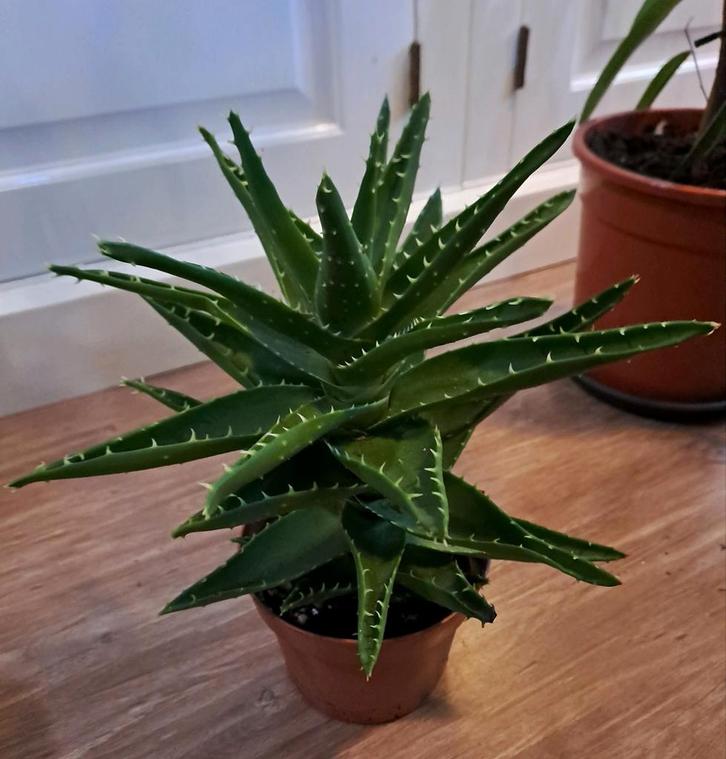 🪴Aloë🪴 Mooie Kamerplant OPHALEN, Huis en Inrichting, Kamerplanten, Vetplant, Minder dan 100 cm, Volle zon, Ophalen