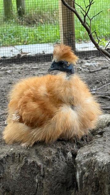 Super lief ‘haantje’ beschikbaar voor biedingen