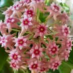 Hoya sp. Coxanh 001, Overige soorten, In pot, Minder dan 100 cm, Bloeiende kamerplant