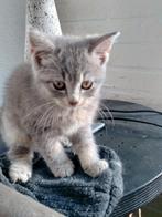 Britse langhaar kittens, korthaar kittens, Dieren en Toebehoren, Meerdere dieren, Ontwormd, 0 tot 2 jaar