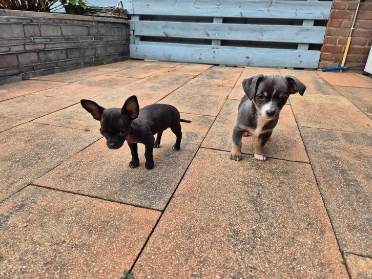 Chihuahua tricolor en choco tan pups. 3 mnd oud., Dieren en Toebehoren, Honden | Chihuahua's en Gezelschapshonden, Teef, Chihuahua