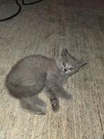 Mooie en lieve britse korthaar kittens, Dieren en Toebehoren, Poes, Kortharig, 0 tot 2 jaar