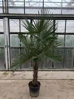 Aanbieding! Trachycarpus Fortunei palm, Tuin en Terras, Verzenden, Bloeit niet, Overige soorten, Volle zon