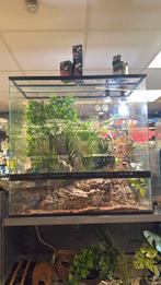 Jemen Kameleon (met terrarium), Dieren en Toebehoren