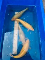 Koi Karashigoi, chagoi, Karper of Koi
