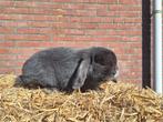 Nederlandse hangoor dwerg ram gecastreerd, Dieren en Toebehoren, Konijnen, Mannelijk, Dwerg, Hangoor