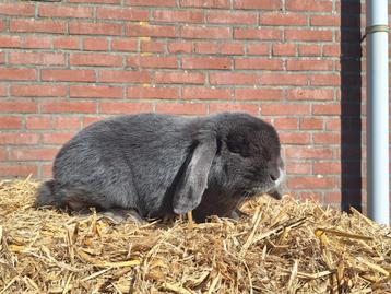 Nederlandse hangoor dwerg ram gecastreerd  beschikbaar voor biedingen