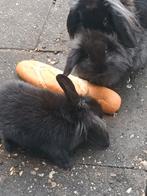 Tamme konijntjes, Dieren en Toebehoren, Konijnen, Meerdere dieren, Dwerg, Hangoor