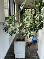 Betonnen Plantenbakken - Brutalistisch Design, Ophalen, Minder dan 60 cm, Vierkant, Nieuw