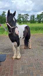 Lieve 7 jarige c-pony merrie, Merrie, Minder dan 160 cm, Zadelmak, 7 tot 10 jaar