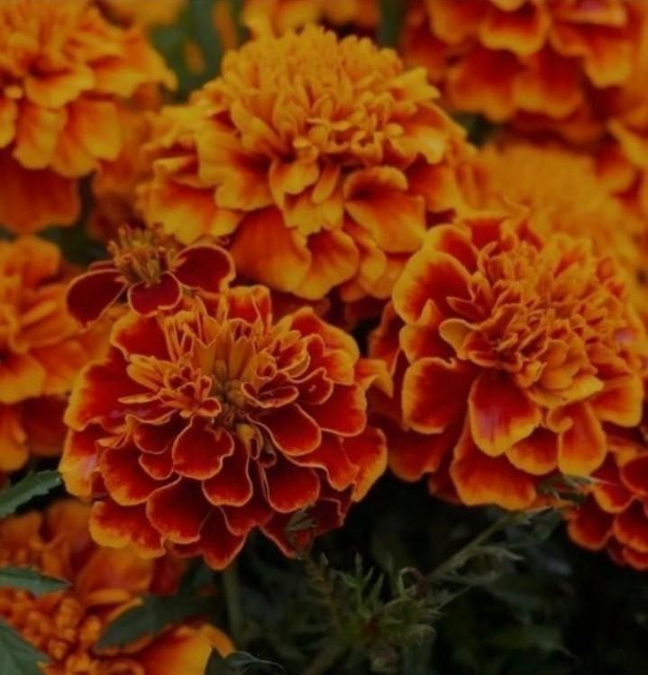 Zaden lage afrikaantjes, Tuin en Terras, Bloembollen en Zaden, Volle zon, Ophalen of Verzenden