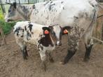 BB koe met dikbilkalf, Dieren en Toebehoren