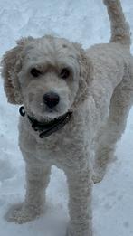 Dekreu Guus, F4 medium Goldendoodle supet lief karakter., Reu, Parvo, Eén hond, Nederland