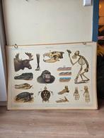 Oude schoolplaat - Siberische vlakte, Borneo - 75x103 cm, Ophalen, Natuur en Biologie