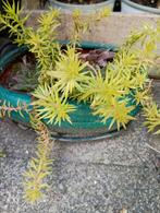 Sedum rupestre., Bodembedekkers, Volle zon, Vaste plant, Ophalen of Verzenden