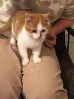 Jonge poesjes kittens  10 weken oud, Dieren en Toebehoren, Katten en Kittens | Overige Katten, Poes