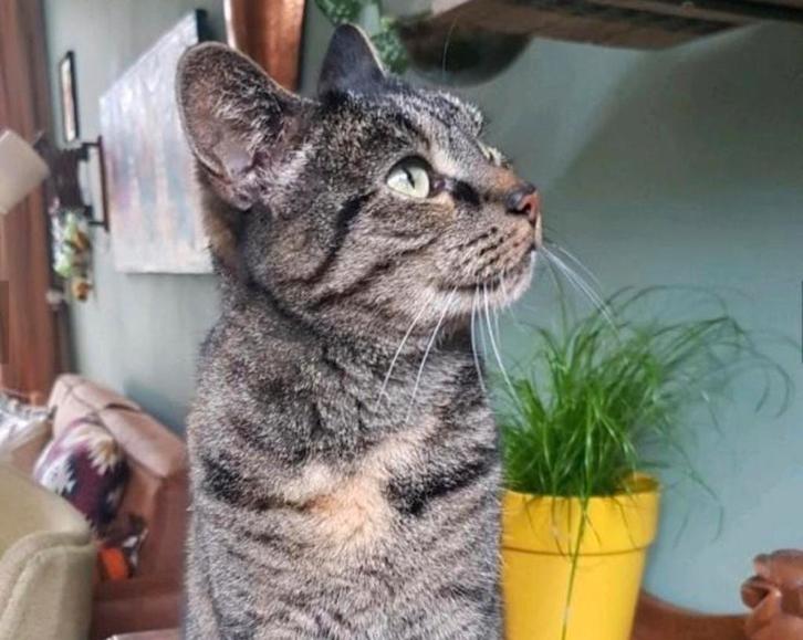 Lieve zusjes Bobby & Mika zoeken hun gouden mandje 🐾, Dieren en Toebehoren, Katten en Kittens | Overige Katten