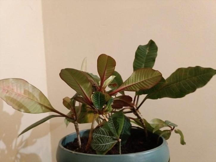 Madagaskar Jewel Zaailingen - Euphorbia Leuconeura, Tuin en Terras, Planten | Tuinplanten, Vaste plant, Overige soorten, Halfschaduw