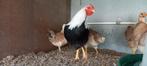 Broedeieren wyandotte zie foto's, Dieren en Toebehoren, Pluimvee, Geslacht onbekend, Kip