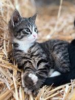 Jonge kittens, Dieren en Toebehoren, Katten en Kittens | Overige Katten, Meerdere dieren, 0 tot 2 jaar