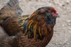 *GEZOCHT* ameraucana broedeieren of kuikens, Dieren en Toebehoren, Pluimvee, Geslacht onbekend, Kip