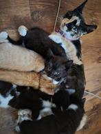 Super schattige kittens te koop., Dieren en Toebehoren, Katten en Kittens | Overige Katten, Meerdere dieren, Kortharig, 0 tot 2 jaar