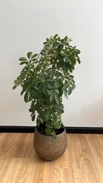 Schefflera arboricola - vingerboom - parapluboom, Groene kamerplant, Ophalen, Halfschaduw, Minder dan 100 cm