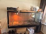 Boa constrictor met groot terrarium, Ophalen of Verzenden, Zo goed als nieuw, Terrarium of Paludarium