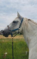 Bijrijder gezocht voor lusitano merrie van 13 jaar, Dieren en Toebehoren, Ophalen of Verzenden, Dressuur